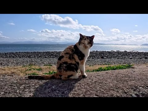 猫島の防波堤に座ったら…三毛猫がついてきて隣に座る奇跡の瞬間【感動】(YouTube)
