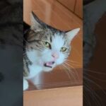 「おはよう」って聞こえるところ、合成疑惑(YouTube)