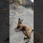 ｽﾞｻ━⊂（ﾟДﾟ⊂⌒｀つ≡━!!歩いていたら目の前にスライディングゴロンしてくる猫(YouTube)