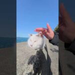 あごの下をマッサージされて極楽の表情を浮かべるマロ猫 #猫 #ねこ #cat(YouTube)