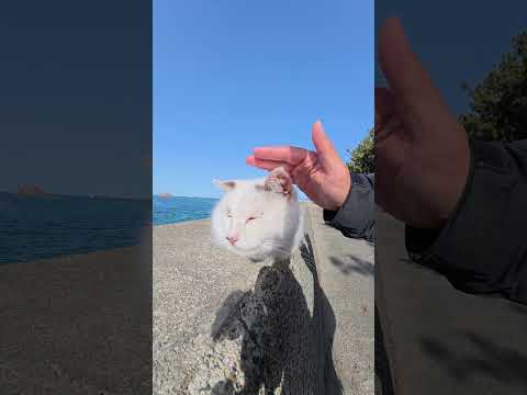 あごの下をマッサージされて極楽の表情を浮かべるマロ猫 #猫 #ねこ #cat(YouTube)