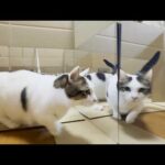 鏡の向こう側が気になる猫(YouTube)