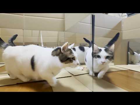 鏡の向こう側が気になる猫(YouTube)
