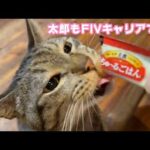 太郎もFIVキャリアです  キュウちゃん頑張ってます  2026 03 04 1(YouTube)