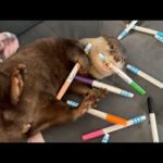 子供に勧められてとある遊びを始めるカワウソ An otter starts playing a certain game after being encouraged by a child(YouTube)