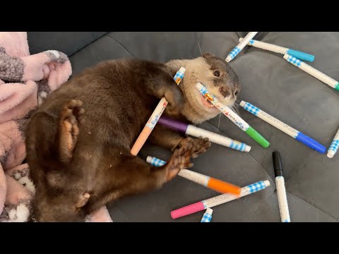 子供に勧められてとある遊びを始めるカワウソ An otter starts playing a certain game after being encouraged by a child(YouTube)