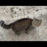 仕事が終わるまで待って一緒に帰りたい猫(YouTube)