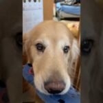 うんこしてるから今マジ無理だから(YouTube)