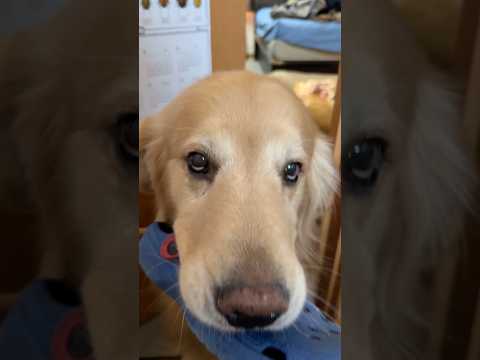 うんこしてるから今マジ無理だから(YouTube)