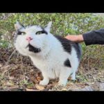 ダイエット中の巨漢ハチワレ猫ちゃんがノシノシとモフられに出てきた(YouTube)