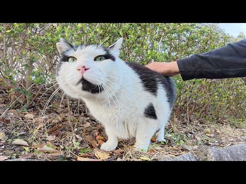 ダイエット中の巨漢ハチワレ猫ちゃんがノシノシとモフられに出てきた(YouTube)