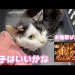 キュウちゃん調子はいいかな  お雛祭りだね  2026 03 03 2(YouTube)