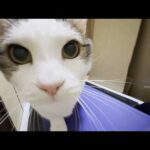 強制ランニングマシン導入でダイエットを試みる猫(YouTube)