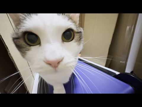 強制ランニングマシン導入でダイエットを試みる猫(YouTube)