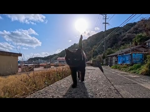 猫島の防波堤に座っていたら黒猫がトコトコ来て、なぜか隣に座ってくれた(YouTube)