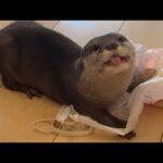 カワウソ、猫、ワラビーのそれぞれのおやつのもらい方 How to Get Treats for Otter, Cat, and Wallabie(YouTube)