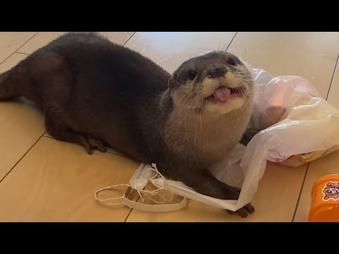 カワウソ、猫、ワラビーのそれぞれのおやつのもらい方 How to Get Treats for Otter, Cat, and Wallabie(YouTube)
