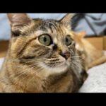 先輩猫たちを見つめすぎた猫はこうなりました…笑(YouTube)