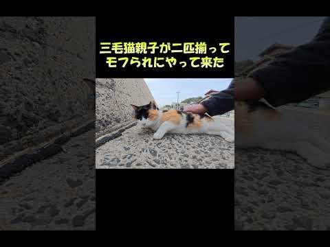 三毛猫親子が二匹揃ってモフられにやって来た #猫 #ねこ #cat(YouTube)