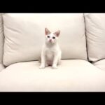 保護した子猫が緊急手術することになりました。(YouTube)
