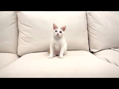 保護した子猫が緊急手術することになりました。(YouTube)
