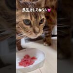 ベル9歳になりました🎂(YouTube)