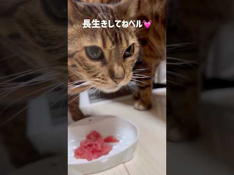 ベル9歳になりました🎂(YouTube)