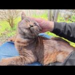 海辺のテーブルで人間を独り占めにして甘えたいマーブル黒猫ちゃん(YouTube)