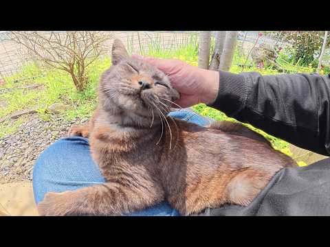 海辺のテーブルで人間を独り占めにして甘えたいマーブル黒猫ちゃん(YouTube)