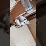 豆大福の蹴られ顔をスローでもう一度(YouTube)