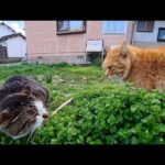 島からの帰りのフェリーに乗る直前、港近くの空き地で猫の喧嘩に遭遇した(YouTube)