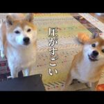 女子が強すぎて柴犬がこうなりました(YouTube)