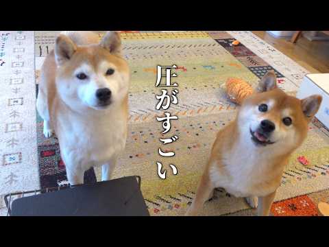女子が強すぎて柴犬がこうなりました(YouTube)