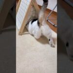 出たところから入る(YouTube)