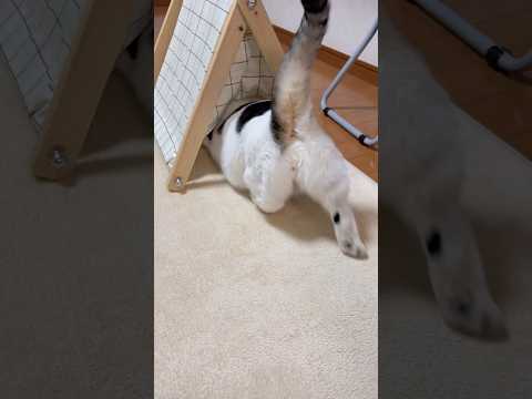 出たところから入る(YouTube)