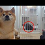 子猫の病院で心配する柴犬‥数分後、爆笑の展開へ。(YouTube)