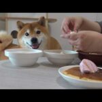 ママへ恩返しのはずが…柴犬の様子がおかしい。(YouTube)