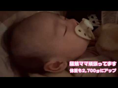 猫娘 ママ頑張ってます  体重も2,700ｇにアップ  一般病棟4日目かな  2026 03 08 2(YouTube)