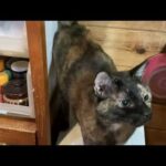 ママさん頑張って！みんにゃ良い子だからね  2026.03.15 その1(YouTube)