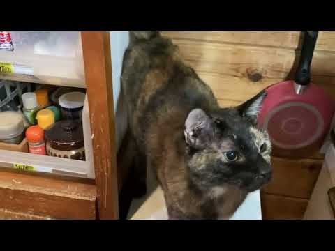 ママさん頑張って！みんにゃ良い子だからね  2026.03.15 その1(YouTube)