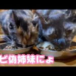 サビ偽姉妹にょ  ララとハナは沖縄生まれですよ～  6月でハナは2歳 ララは1歳になります   2026 03 27 1(YouTube)