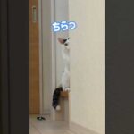 寂しがりな猫チロさんの行動が可愛過ぎましたw #shorts(YouTube)