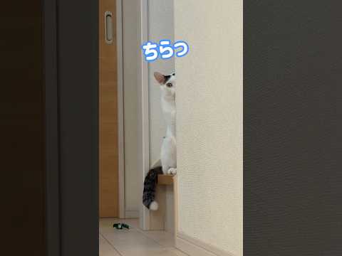 寂しがりな猫チロさんの行動が可愛過ぎましたw #shorts(YouTube)