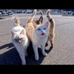 猫島の港付近にいた猫たちがかわいすぎた(YouTube)