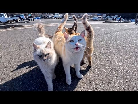 猫島の港付近にいた猫たちがかわいすぎた(YouTube)