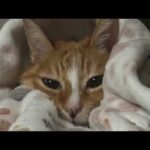 【猫動画】WBC！ワールドクラスにベストでカワイイニャンコ動画！〜にゃんともパレード〜#猫動画#猫#447(YouTube)