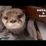 気づいたらカワウソの言葉がわかるようになる動画　My Otters’ Unique Sounds Translated for Humans(YouTube)