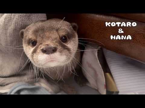 気づいたらカワウソの言葉がわかるようになる動画　My Otters’ Unique Sounds Translated for Humans(YouTube)