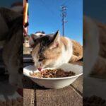 猫島の朝食会(YouTube)