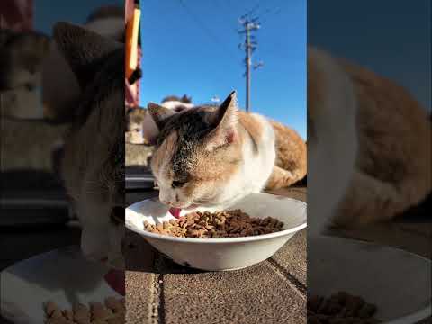 猫島の朝食会(YouTube)